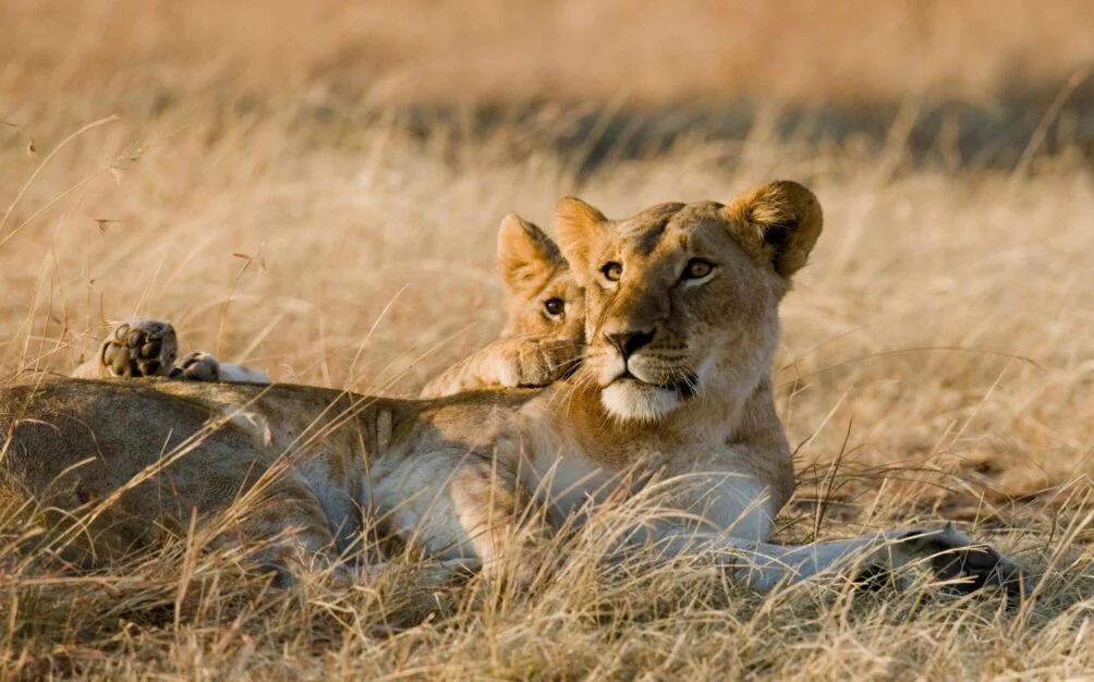  3 Day  Serengeti & Ngorongoro Crater
