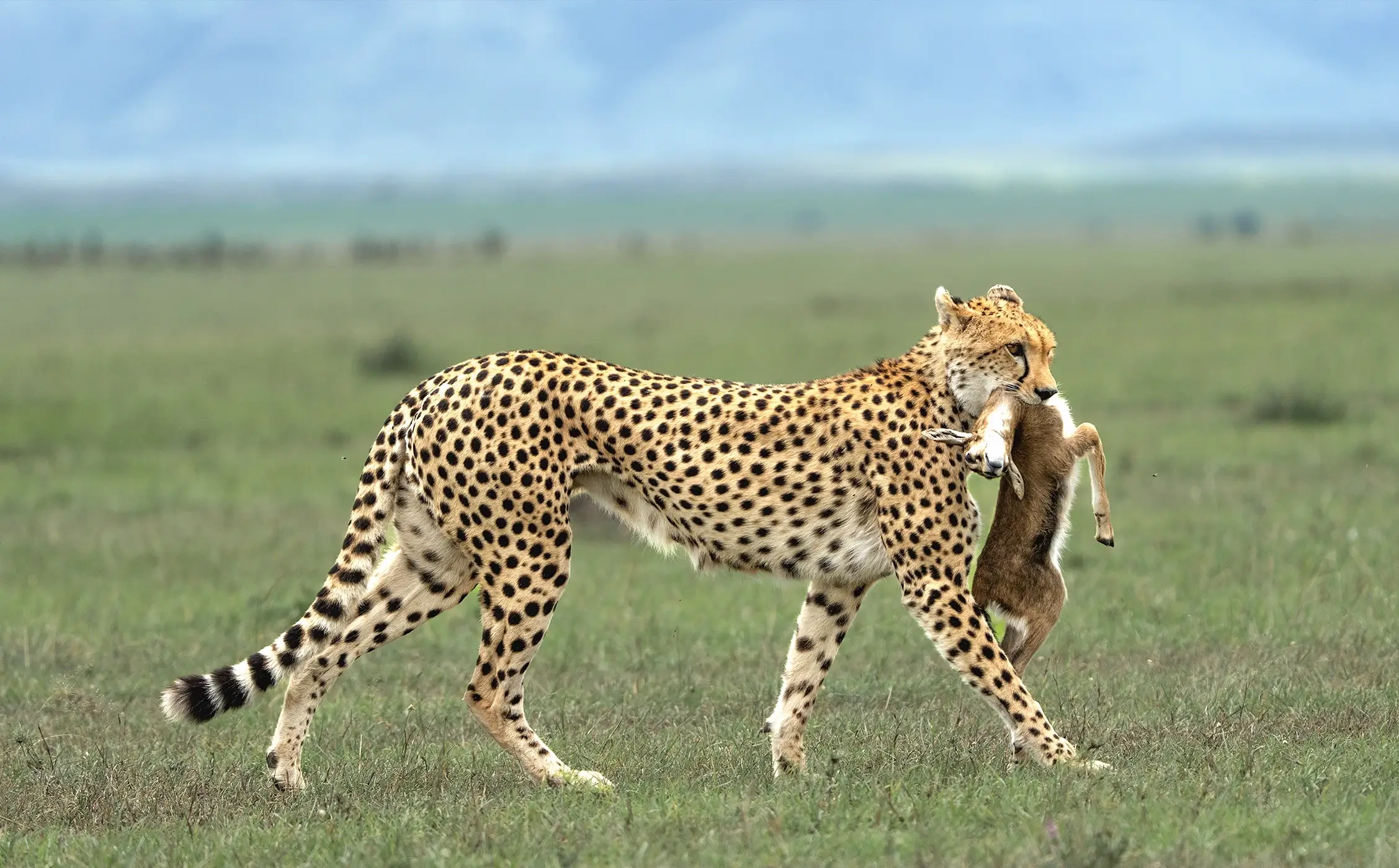 4 day Tarangire, Serengeti & Ngorongoro
