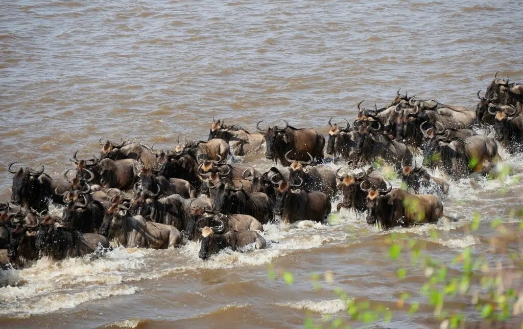 Great Migration Safari 