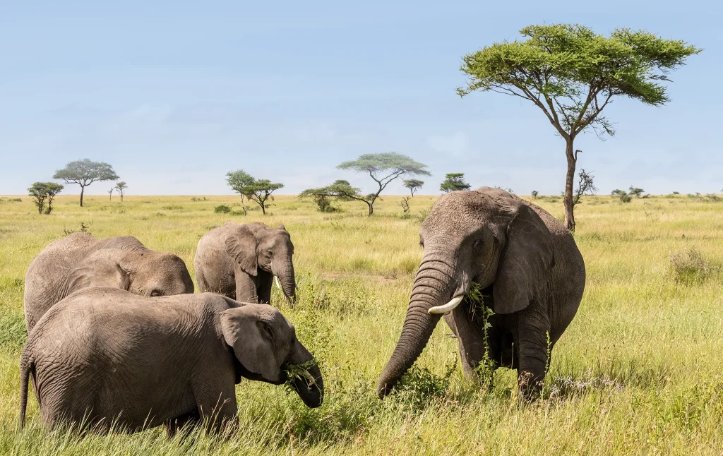 7 Day Tanzania safari