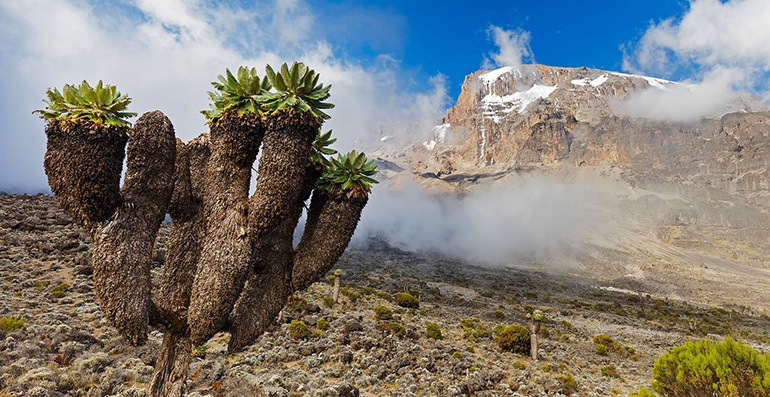 Kilimanjaro Mountain