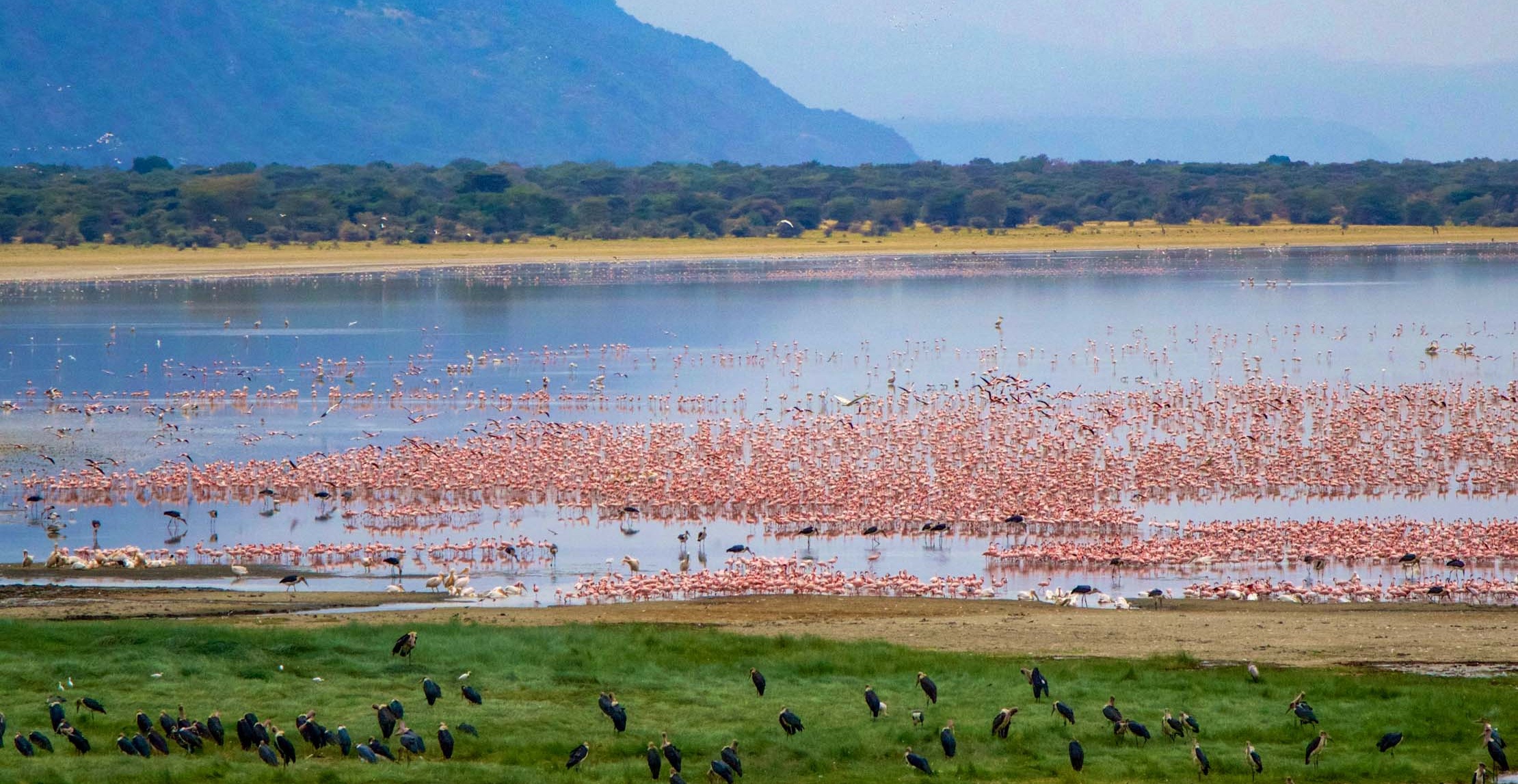 Manyara National park
