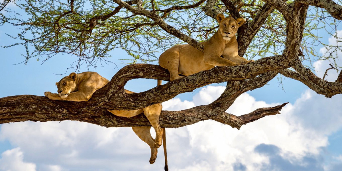 Lake Manyara np