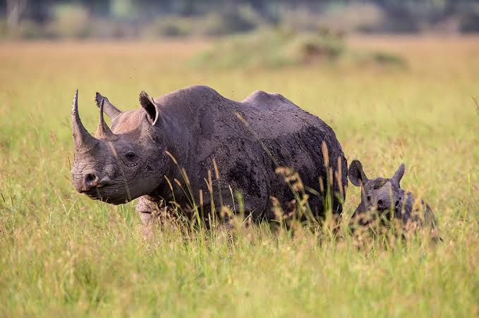 Mkomazi National Park