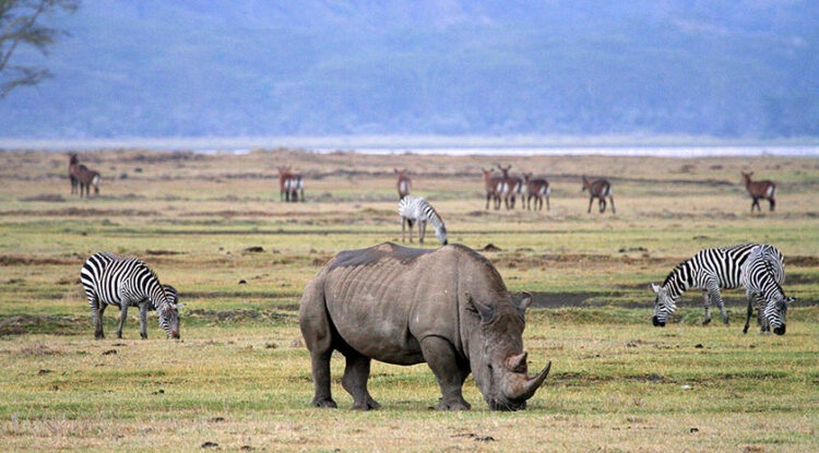 Ngorongoro Crater
