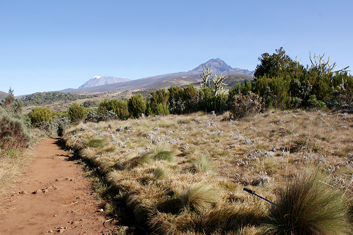  One Day Kilimanjaro Trekking 