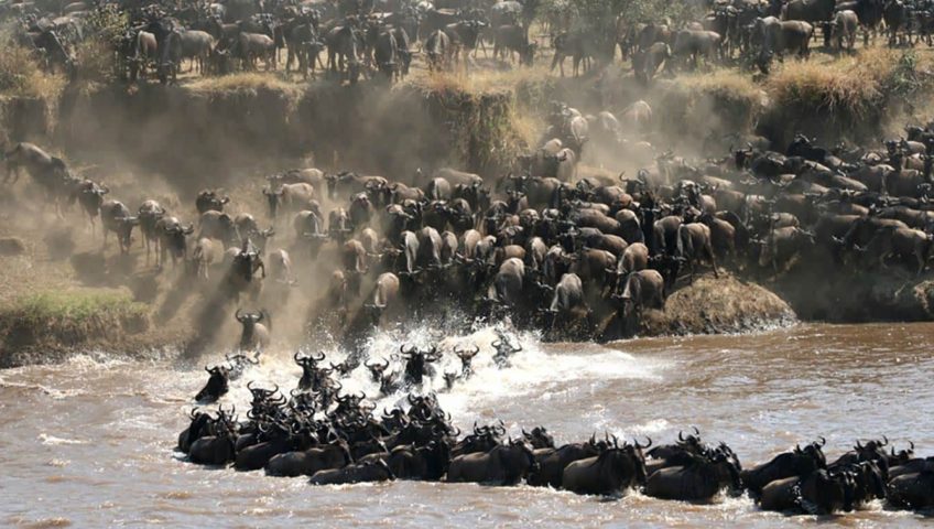Serengeti Migration