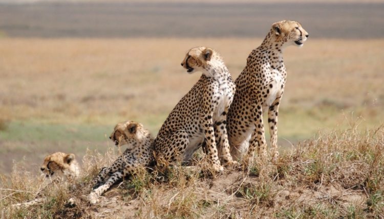 Serengeti National Park