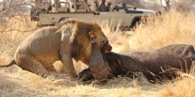 Tanzania Safari