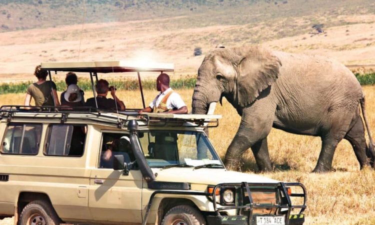  Tanzania Wildlife Safari