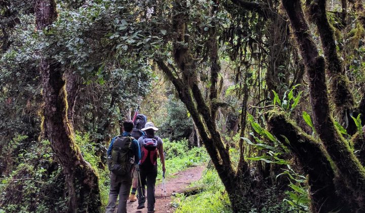 Into the Rain Forest